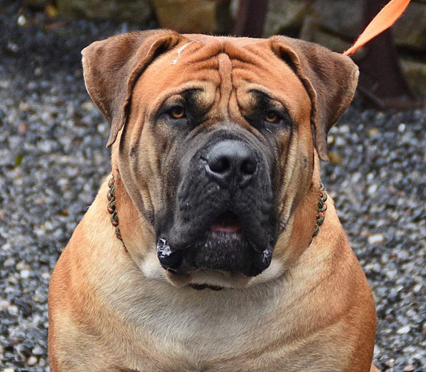 Is the Boerboel the Right Dog for You? Read This First!