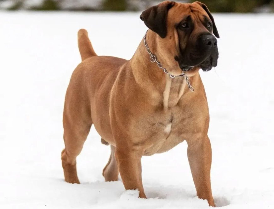Is Buying a Boerboel Worth It? Pros & Cons You Must Know
